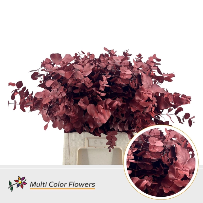 <h4>Eucalyptus DYED Cinerea Red</h4>