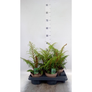 Cyathea tomentosissima