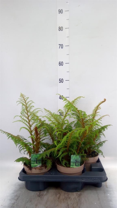 <h4>Cyathea tomentosissima</h4>