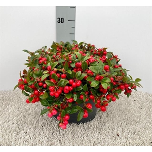GAULTH PROCUMBENS