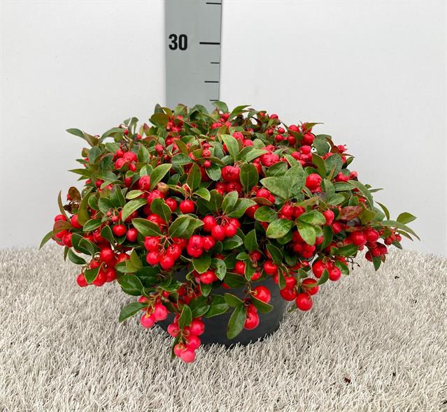 GAULTH PROCUMBENS