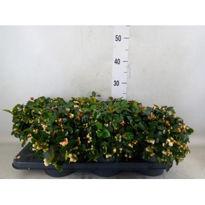 Gaultheria proc. 'Ciao Bella Whte'