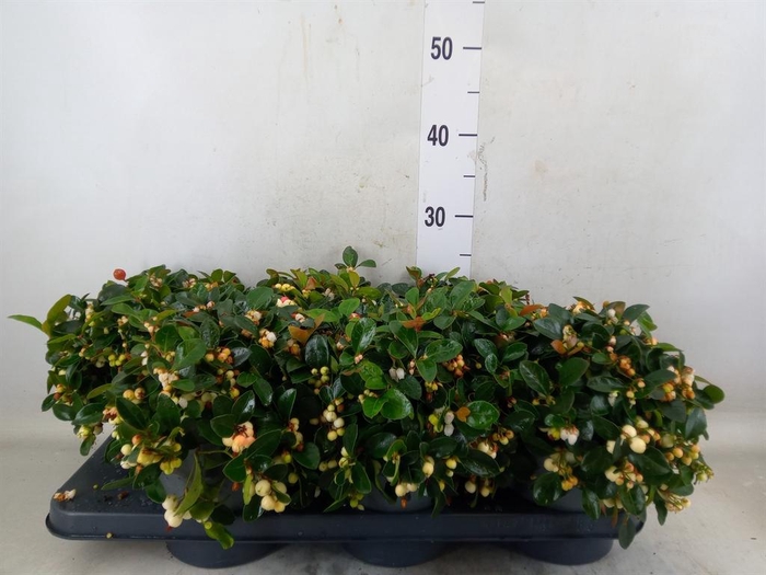 <h4>Gaultheria proc. 'Ciao Bella Whte'</h4>
