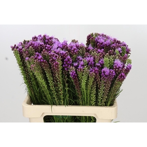 Liatris Spicata