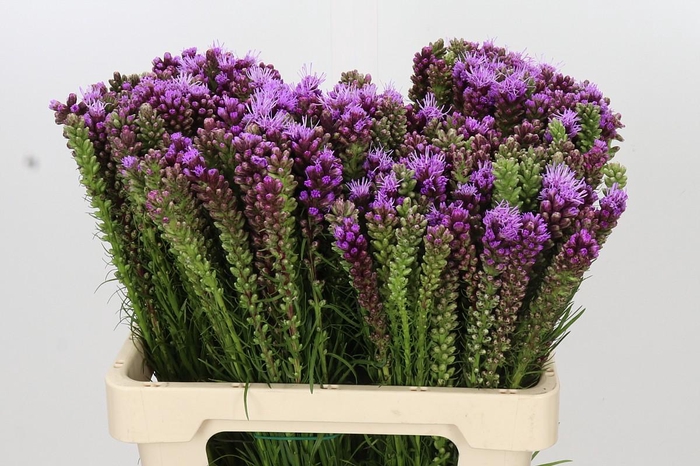 <h4>Liatris Spicata</h4>
