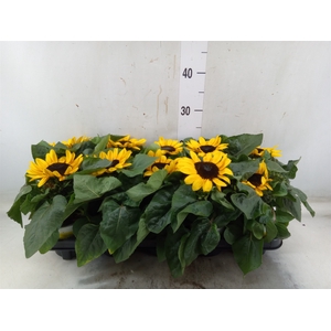 Helianthus an. 'Petisol'