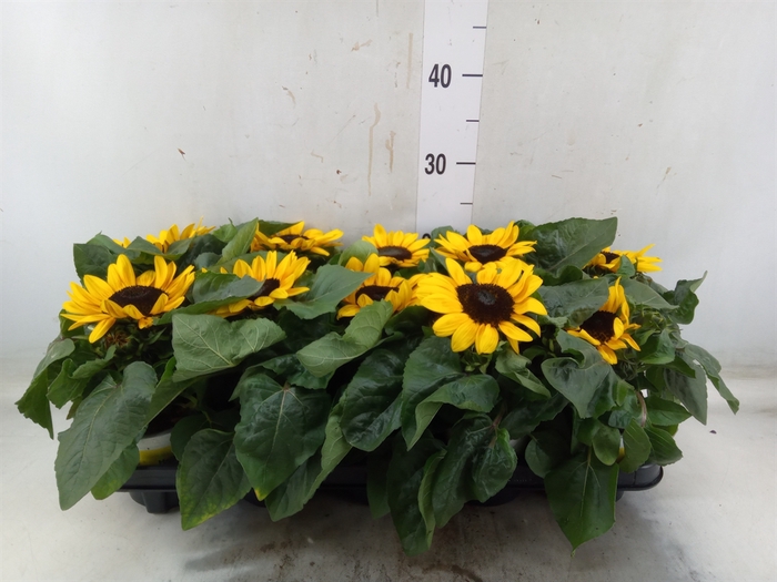 <h4>Helianthus an. 'Petisol'</h4>