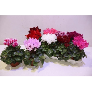 arr8 Cycl Kl Sup Compact