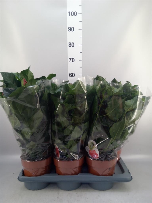 <h4>Hibiscus rosa-sin. 'Sunny'  ..mix</h4>
