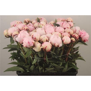 Paeo L Reine Hortens Ex