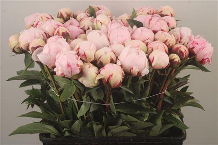 <h4>Paeo L Reine Hortens Ex</h4>