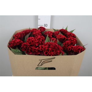 Cel C Indian Sumburg