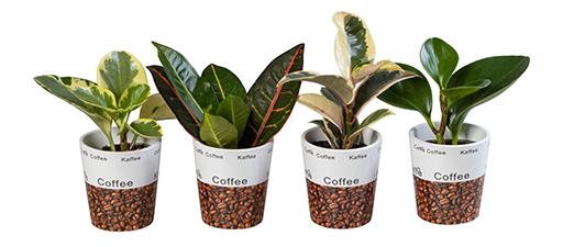 L 66282 Green Mix P6