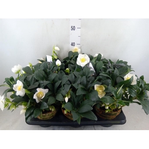 Helleborus niger 'Winterfeel Fleur'