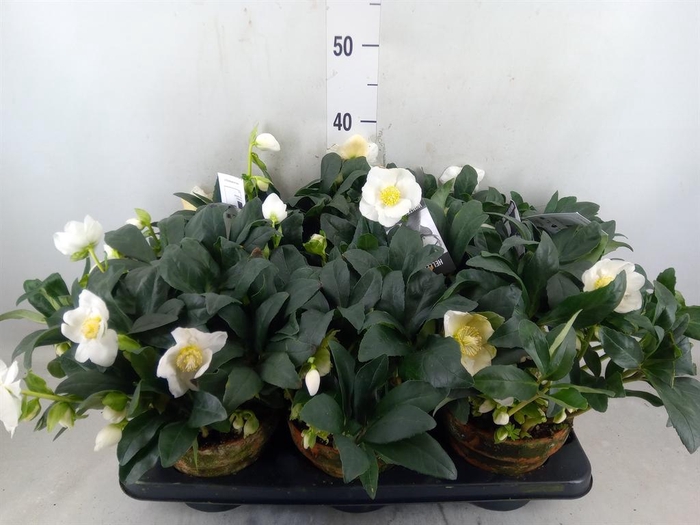 <h4>Helleborus niger 'Winterfeel Fleur'</h4>