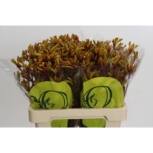 Kangaroo Paw Gold Fever