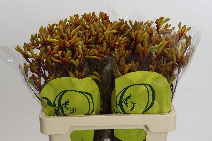 <h4>Kangaroo Paw Gold Fever</h4>