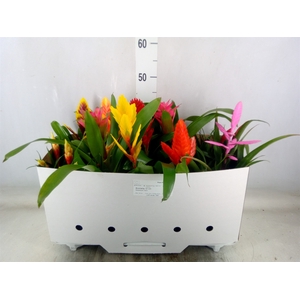 Bromelia   ...mix 10