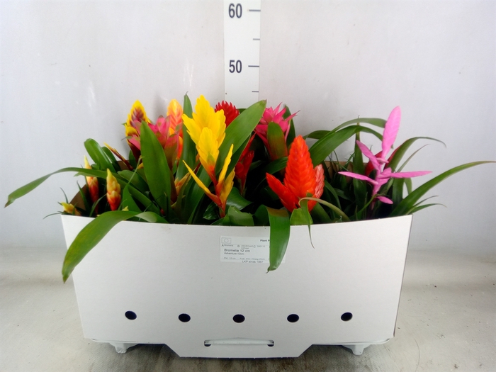 <h4>Bromelia   ...mix 10</h4>