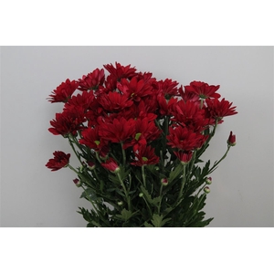 Chr T Ruby Star