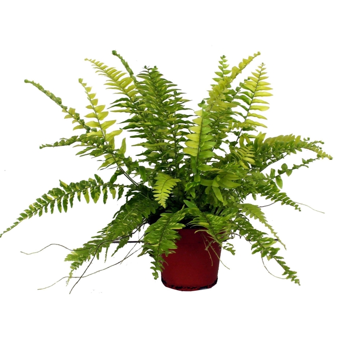 <h4>Nephrolepis</h4>