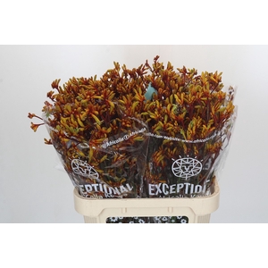 Anigozanthos Gold Fever