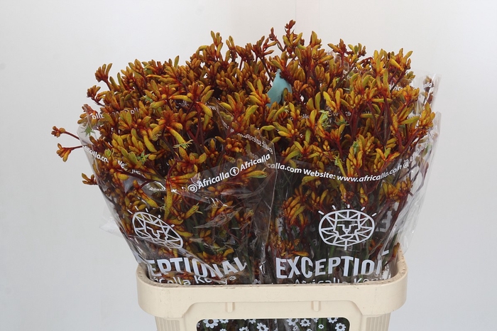 Anigozanthos Gold Fever
