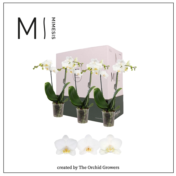 <h4>Mimesis Phal. White - 2 spike 9cm Less Plastic</h4>