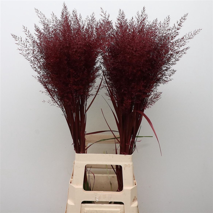 <h4>Calamagrostis Brachy Bordeaux</h4>