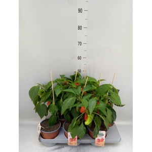 Capsicum annuum   ...paprika