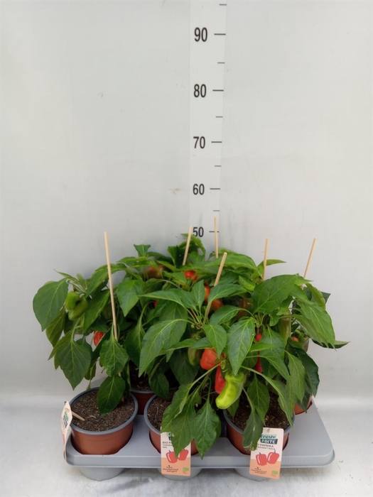 <h4>Capsicum annuum   ...paprika</h4>