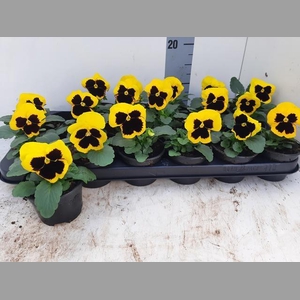 VIO WI DEL YEL+BLOTC