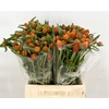 Gomphrena Globosa Orange