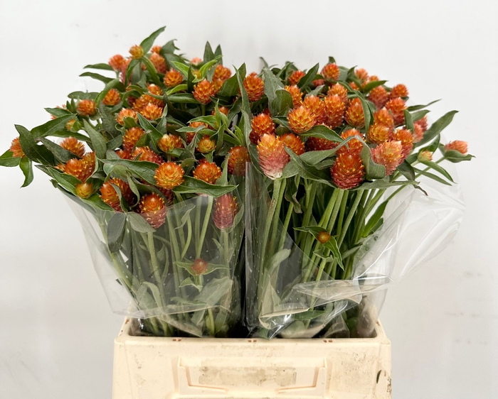 Gomphrena Globosa Orange