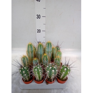 Cactus   ...mix