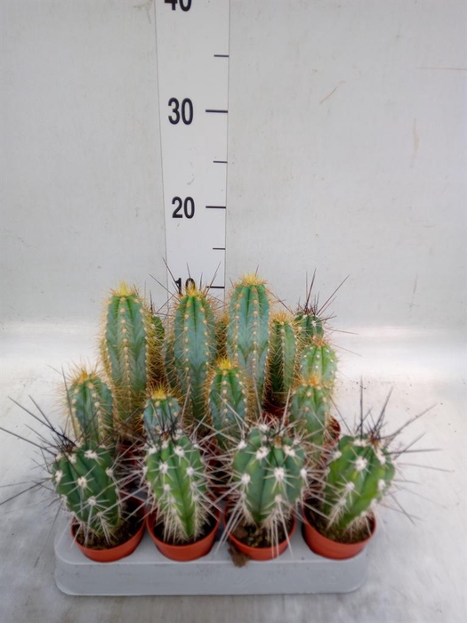 <h4>Cactus   ...mix</h4>