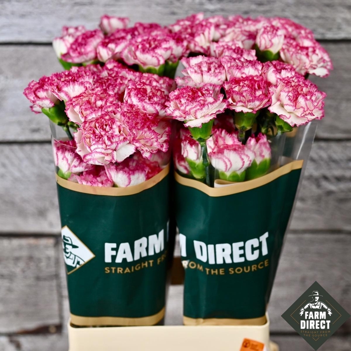 <h4>DI ST KOMACHI</h4>