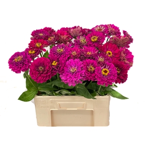 ZINNIA ELEGANS
