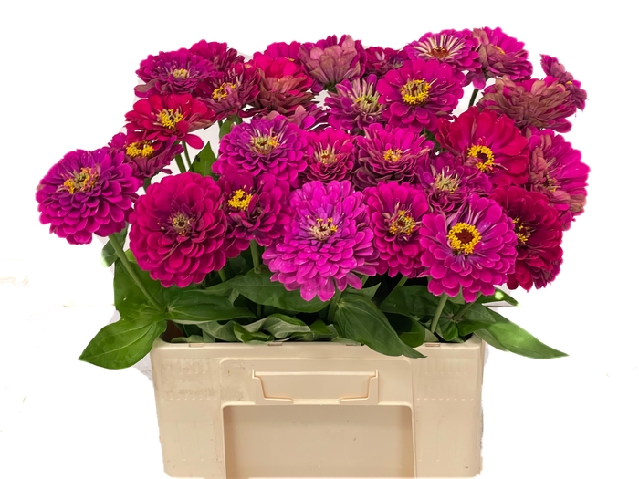 <h4>ZINNIA ELEGANS</h4>