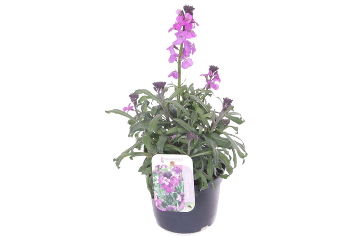 Erysimum linifolium Bowles Mauve