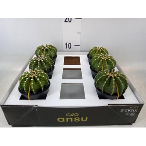 Gymnocalycium mihanov. 'Japan'  mix