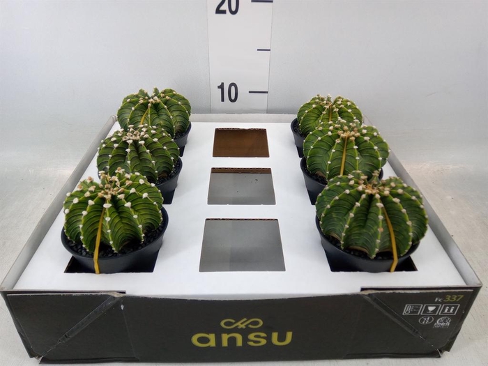 <h4>Gymnocalycium mihanov. 'Japan'  mix</h4>