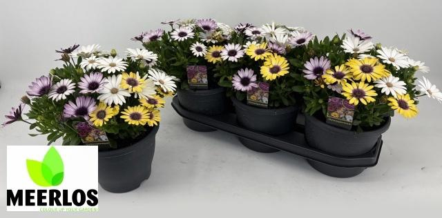 <h4>OSTEO SUNNY GEM</h4>