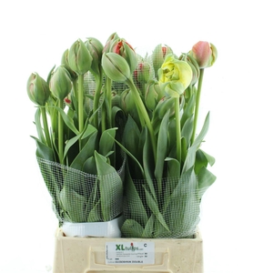 Tu Du Gudoshnik Doub