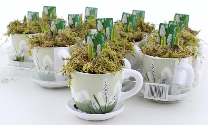 <h4>ARR MUSCARI</h4>