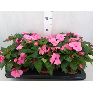 Impatiens NG 'Tamarinda Pink'