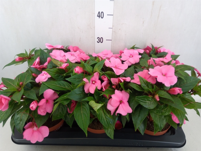 Impatiens NG 'Tamarinda Pink'