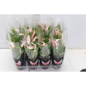 ANTHURIUM LILLI P09 PREMIUM