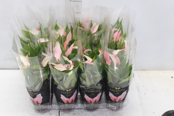 <h4>ANTHURIUM LILLI P09 PREMIUM</h4>