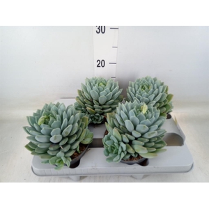 Pachyphytum  'Corvus'